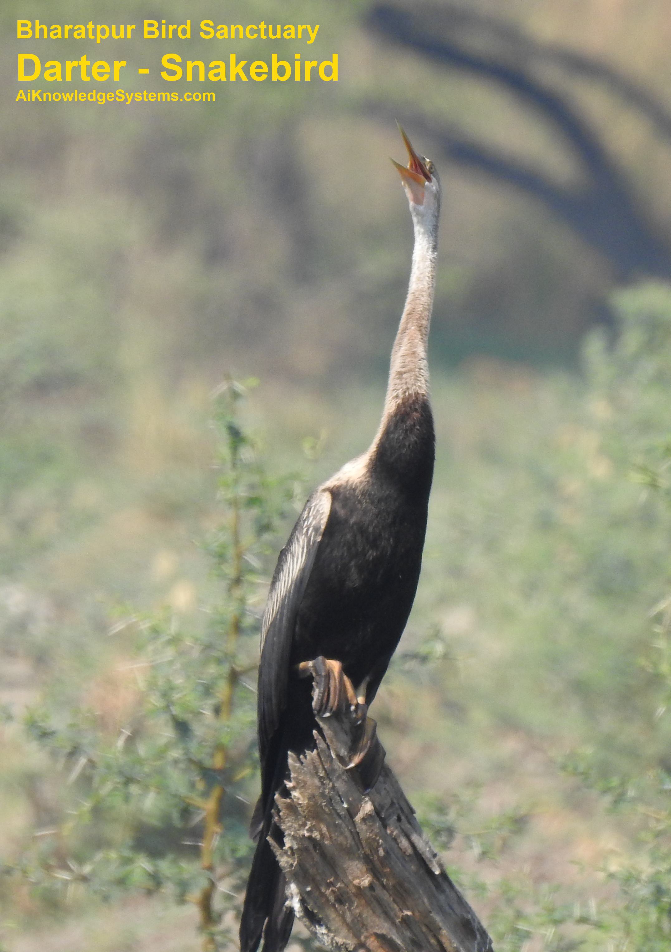 Darter - Snakebird (38) Coming Soon